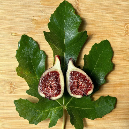 Galicia Negra Fig Cutting - Dingdong's Garden