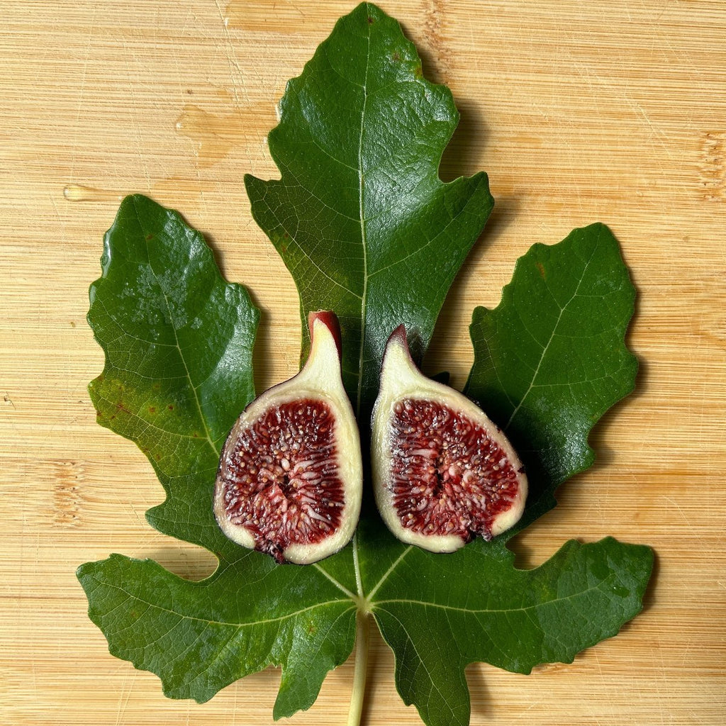 Galicia Negra Fig Cutting