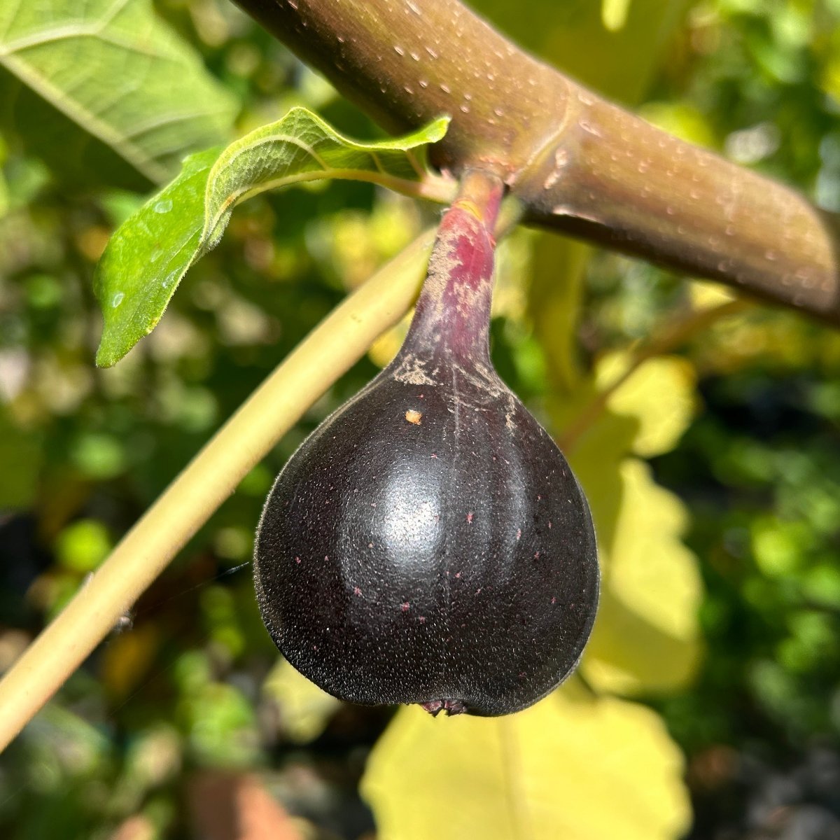 Galicia Negra Fig Cutting - Dingdong's Garden