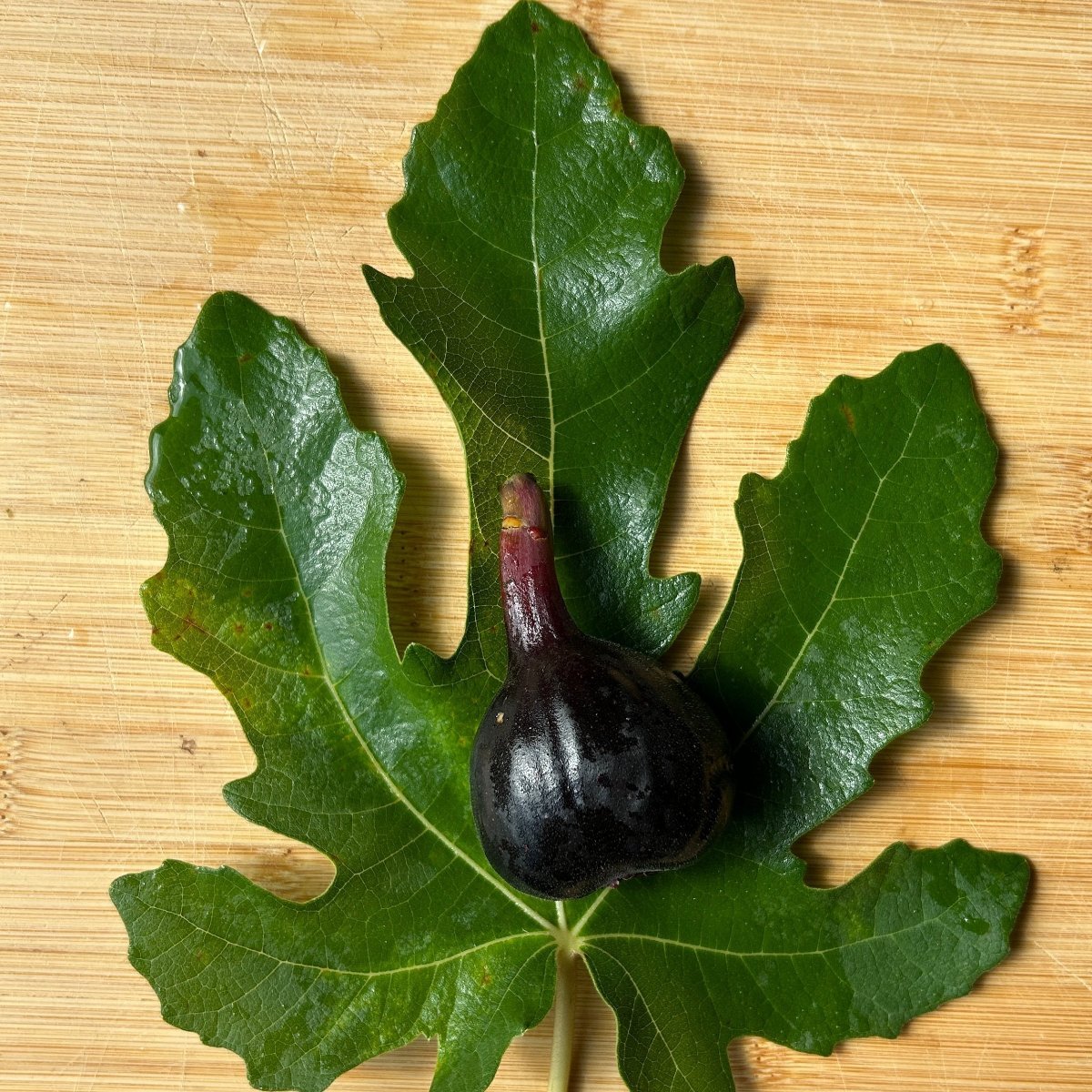 Galicia Negra Fig Cutting - Dingdong's Garden