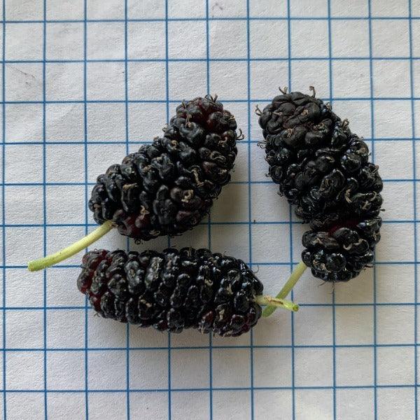 Galicija Mulberry Cutting - Dingdong's Garden