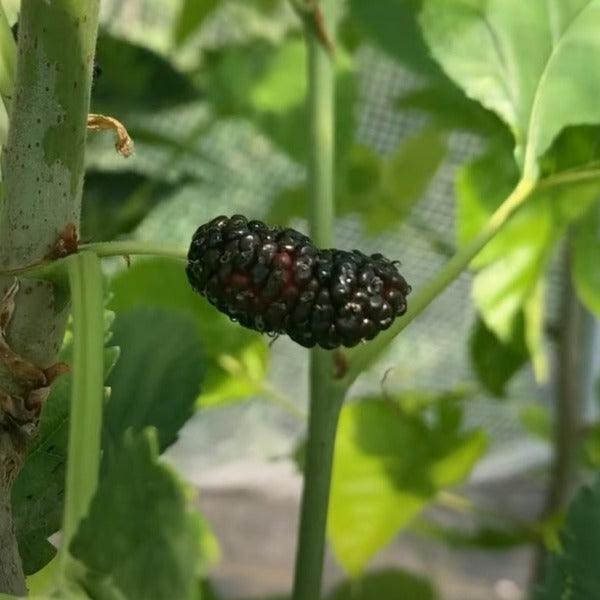 Galicija Mulberry Cutting - Dingdong's Garden