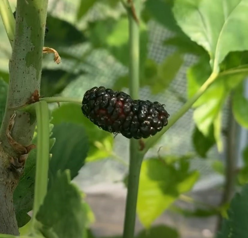 Galicija Mulberry Cutting
