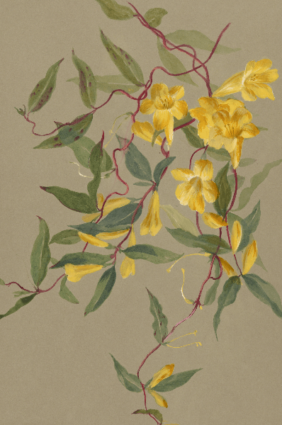 Gelsemium sempervirens (Yellow jessamine) Wildflower 4x6 Decorative Card - Dingdong's Garden