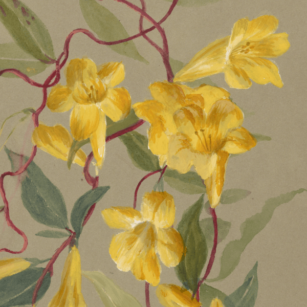 Gelsemium sempervirens (Yellow jessamine) Wildflower 4x6 Decorative Card - Dingdong's Garden