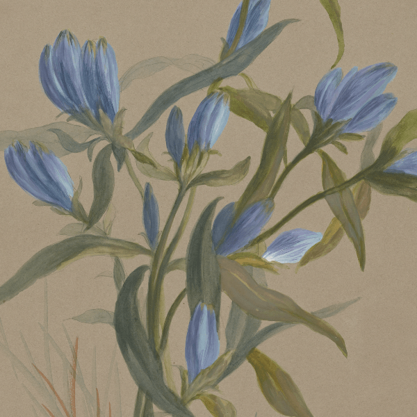 Gentiana andrewsii (Closed bottle gentian) Wildflower 4x6 Decorative Card - Dingdong's Garden