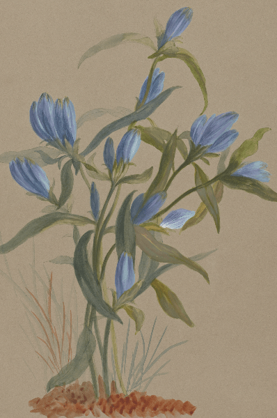 Gentiana andrewsii (Closed bottle gentian) Wildflower 4x6 Decorative Card - Dingdong's Garden