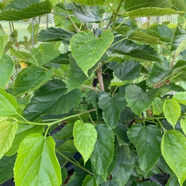 Gerardi Dwarf Mulberry Cutting - Dingdong's Garden