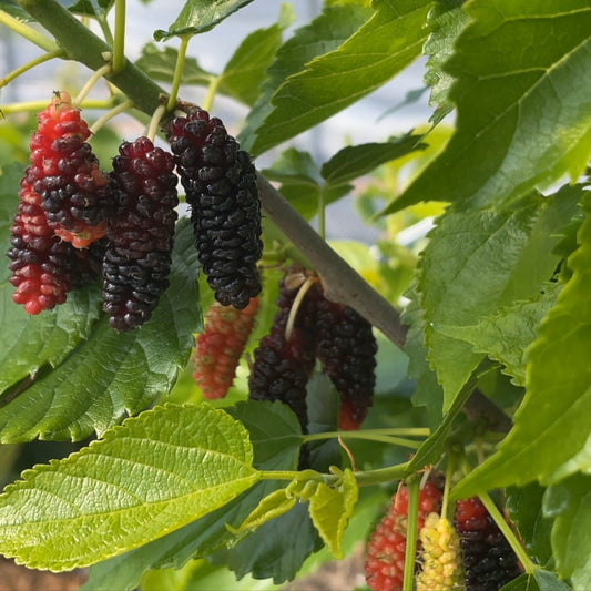 Gerardi Dwarf Mulberry Cutting - Dingdong's Garden