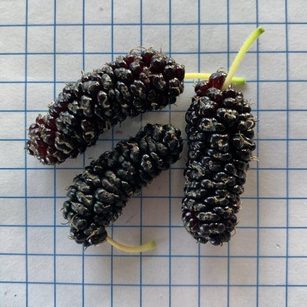 Gerardi Dwarf Mulberry Cutting - Dingdong's Garden