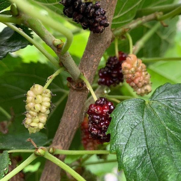 Gerardi Dwarf Mulberry Cutting - Dingdong's Garden