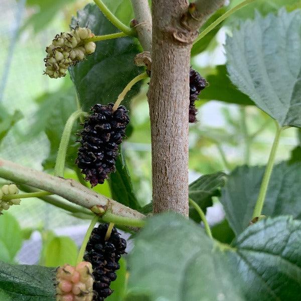 Gerardi Dwarf Mulberry Cutting - Dingdong's Garden