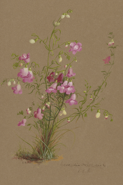 Gerardia holmiana (Threadleaf false foxglove) Wildflower 4x6 Decorative Card - Dingdong's Garden