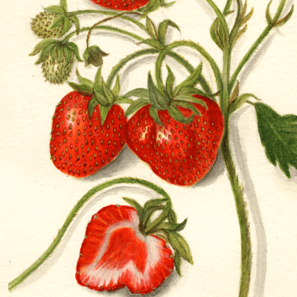 Gibson Strawberry 4x6 Decorative Card - Dingdong's Garden