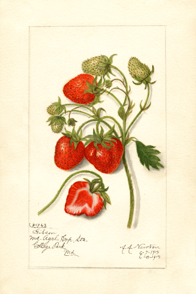 Gibson Strawberry 4x6 Decorative Card - Dingdong's Garden