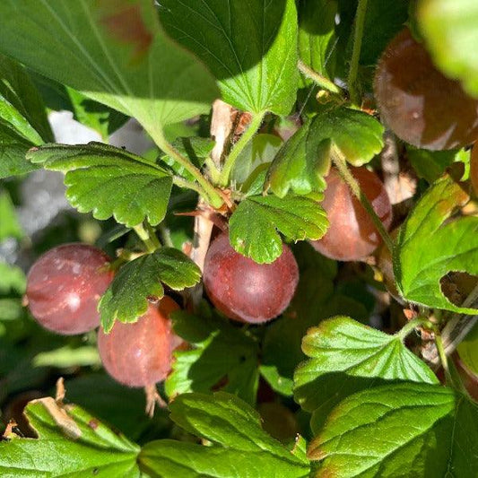 Glendale Gooseberry Cutting - Dingdong's Garden