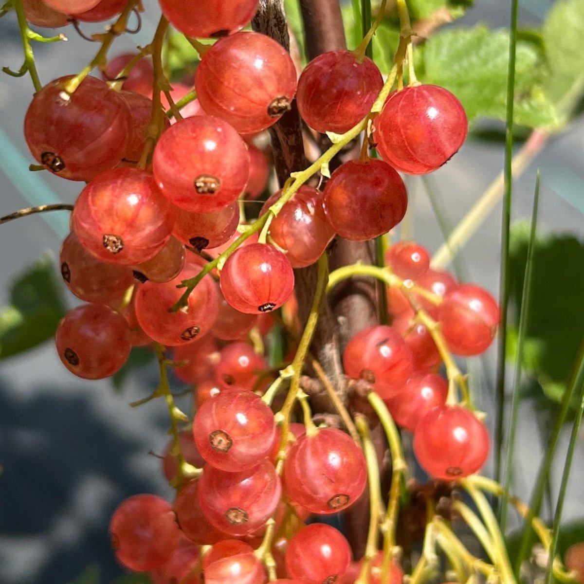 Gloire de Sablons Pink Red Currant Cutting - Dingdong's Garden