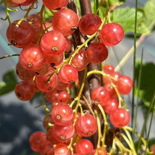 Gloire de Sablons Pink Red Currant Cutting - Dingdong's Garden