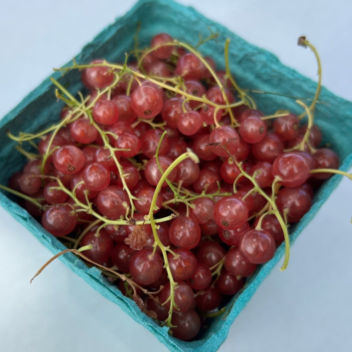 Gloire de Sablons Pink Red Currant Cutting - Dingdong's Garden