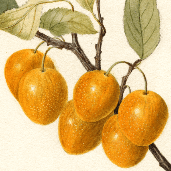 Golden Beauty Cherry 4x6 Decorative Card - Dingdong's Garden