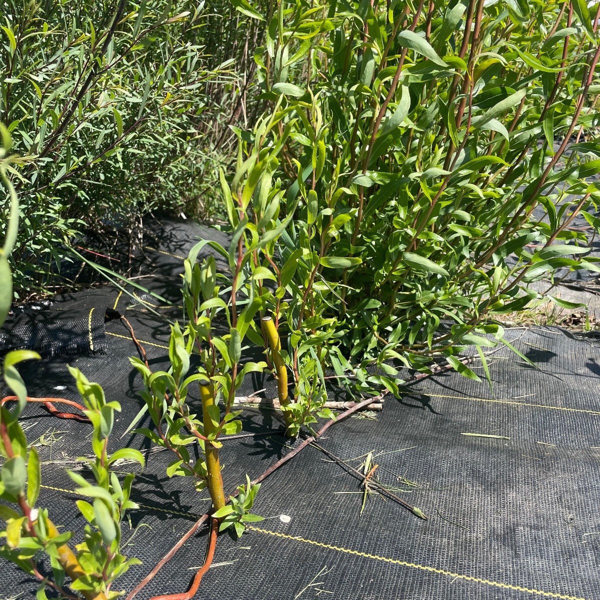 Golden Corkscrew Willow Cutting - Dingdong's Garden