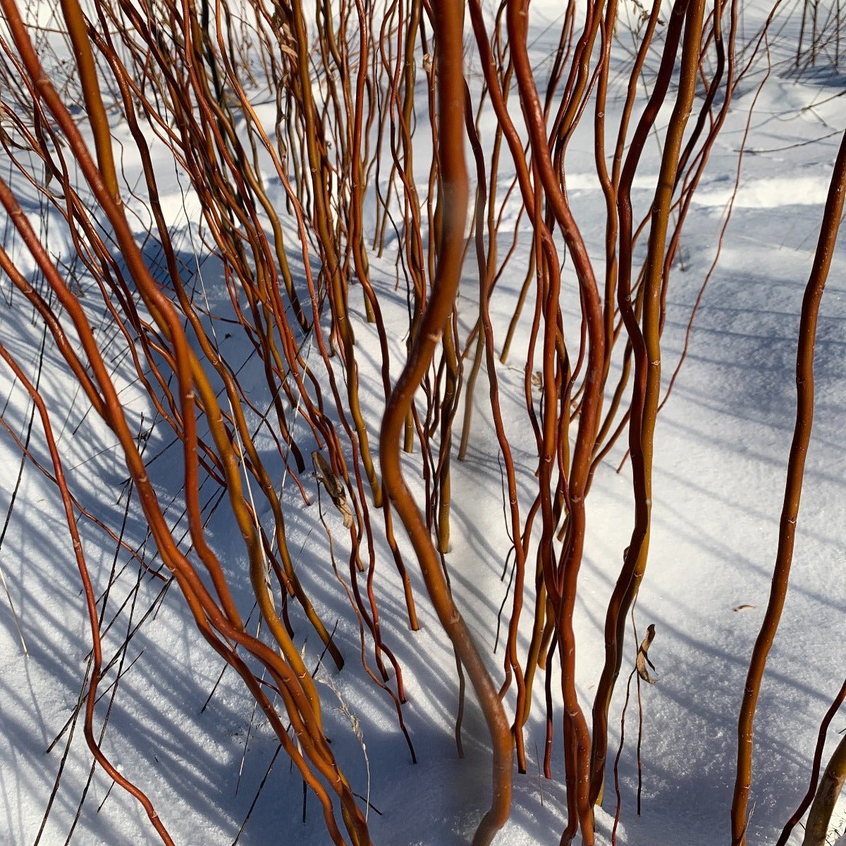 Golden Corkscrew Willow Cutting - Dingdong's Garden