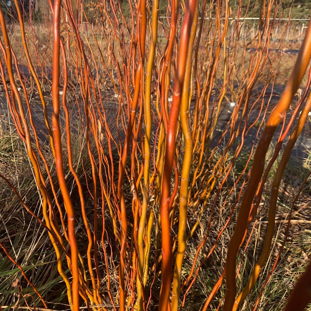 Golden Corkscrew Willow Cutting - Dingdong's Garden