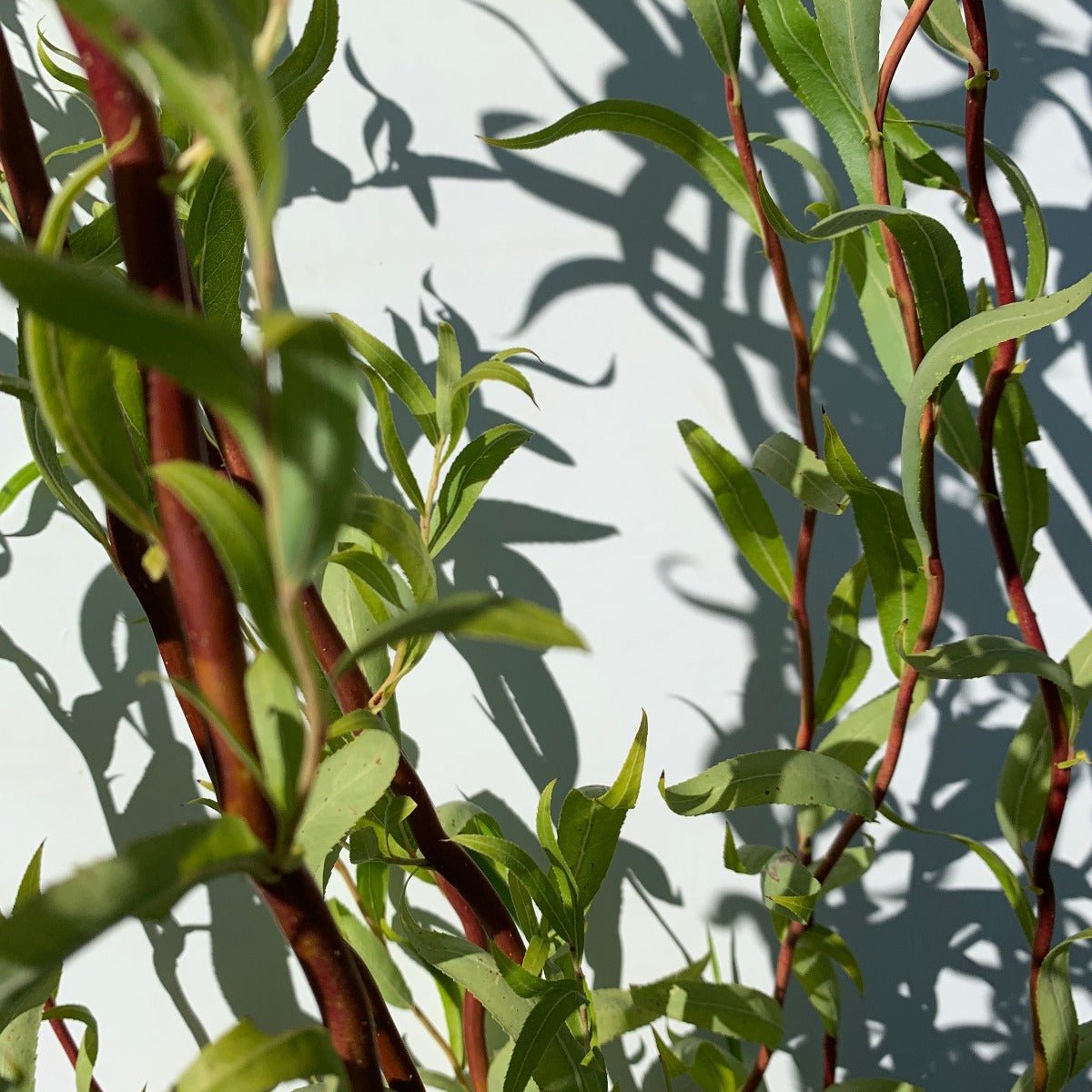 Golden Corkscrew Willow Cutting - Dingdong's Garden