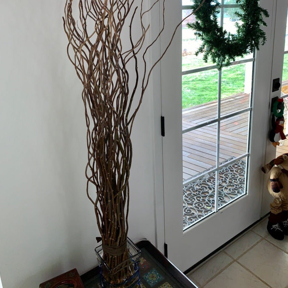 Golden Corkscrew Willow Cutting - Dingdong's Garden