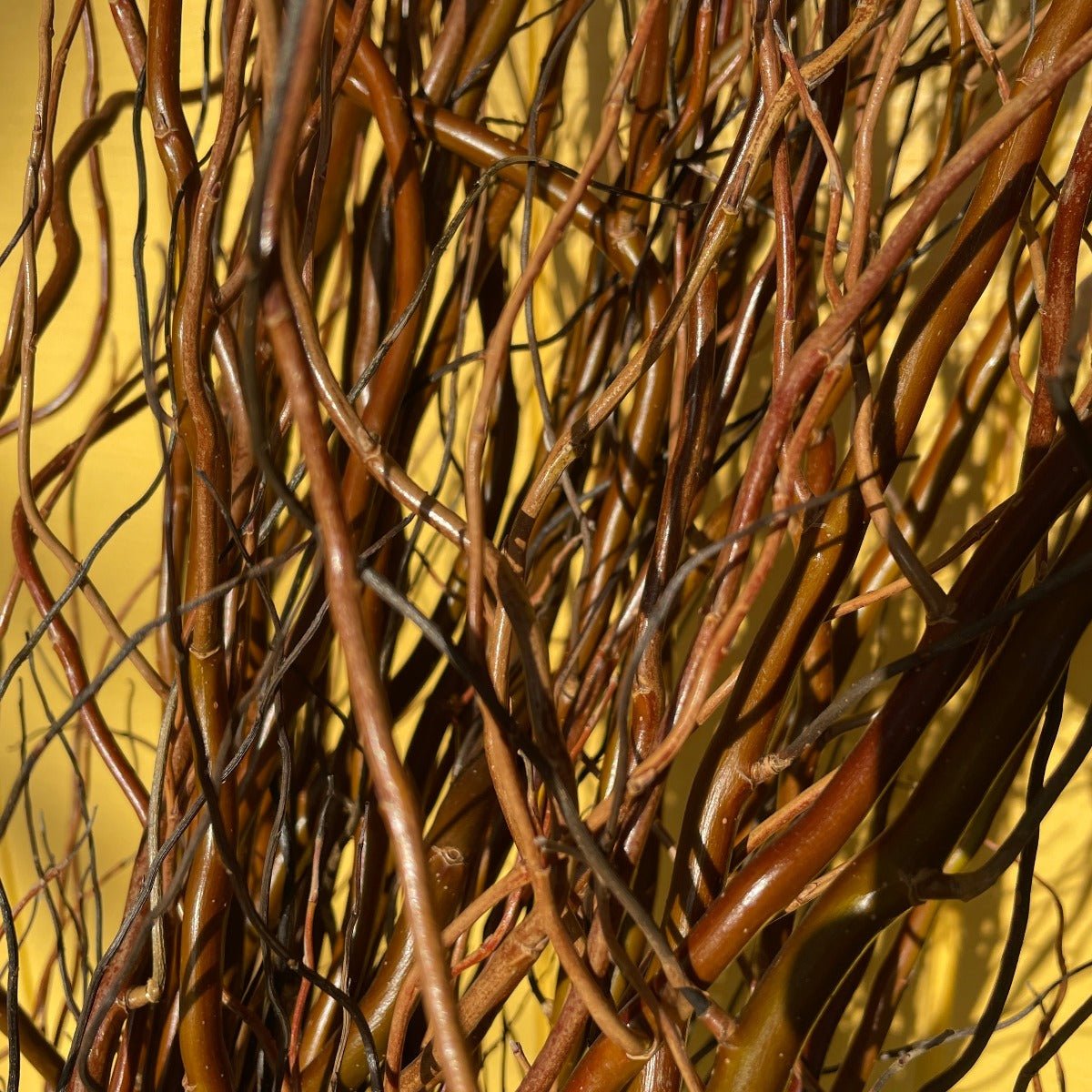 Golden Corkscrew Willow Cutting - Dingdong's Garden