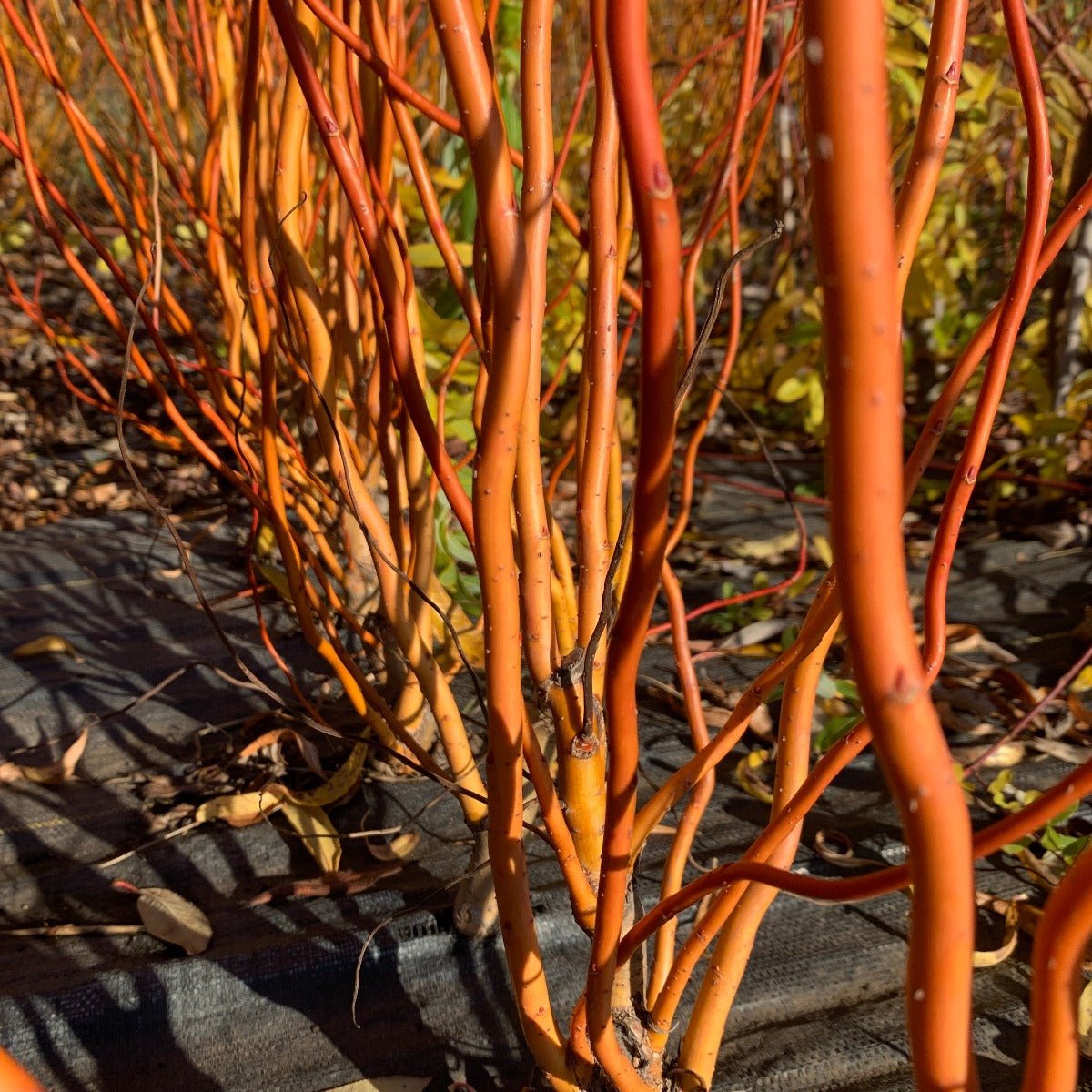 Golden Curls Willow Cutting - Dingdong's Garden