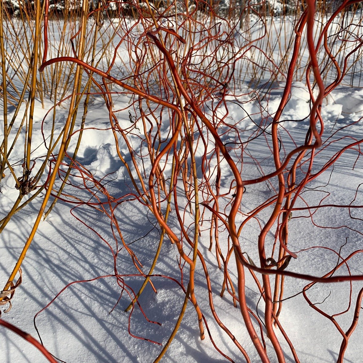 Golden Curls Willow Cutting - Dingdong's Garden