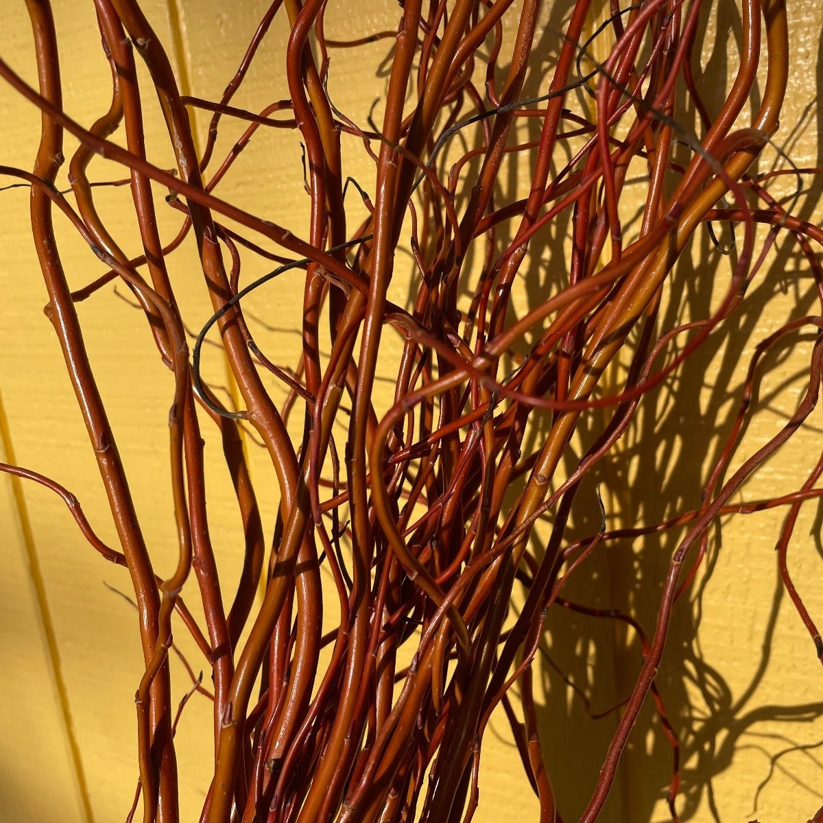 Golden Curls Willow Cutting - Dingdong's Garden