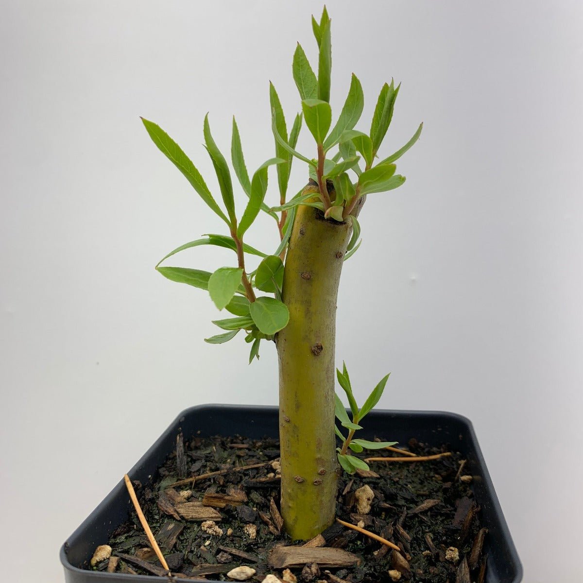 willow tree bonsai from cutting Golden Curls Willow Cutting – Dingdong's Garden