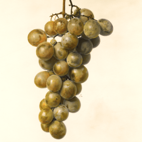 Golden Muscat Grape 4x6 Decorative Card - Dingdong's Garden