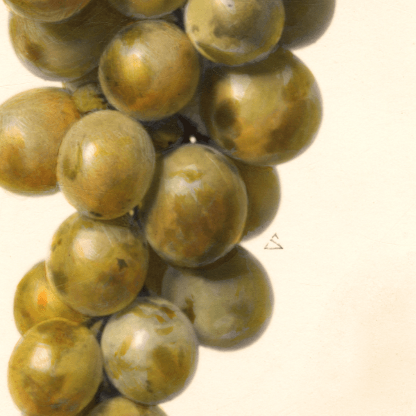 Golden Muscat Grape 4x6 Decorative Card - Dingdong's Garden