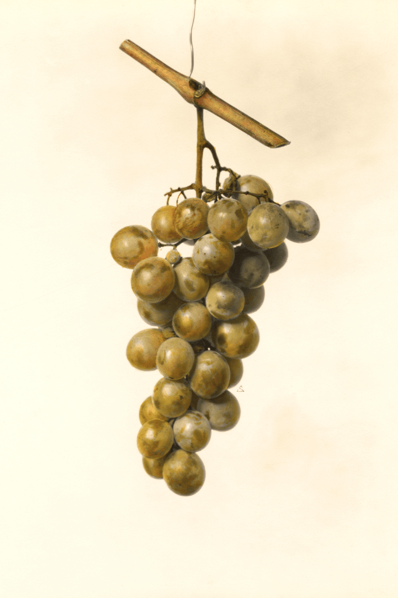 Golden Muscat Grape 4x6 Decorative Card - Dingdong's Garden