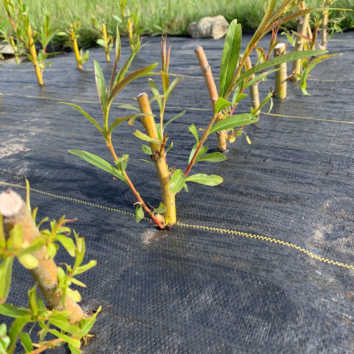 Golden Weeping Willow Cutting - Dingdong's Garden