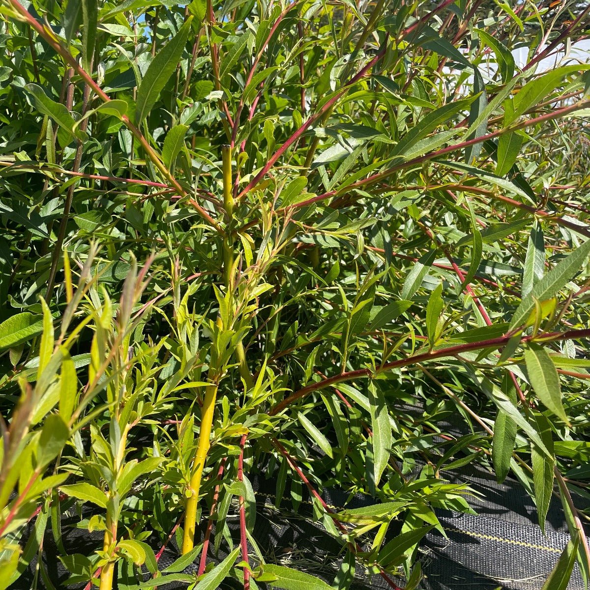 Golden Weeping Willow Cutting - Dingdong's Garden