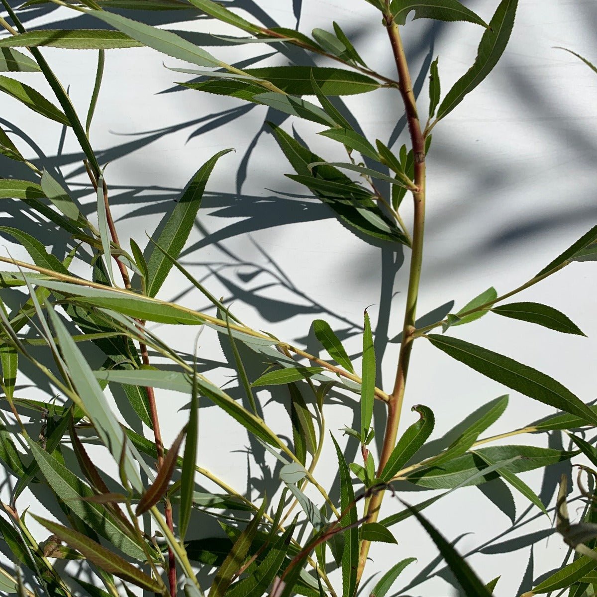 Golden Weeping Willow Cutting - Dingdong's Garden