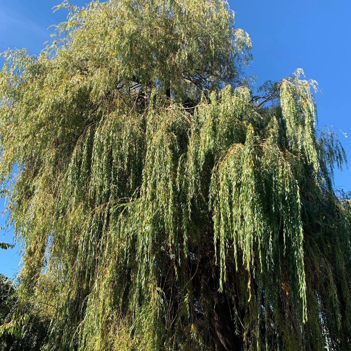 Golden Weeping Willow Cutting - Dingdong's Garden