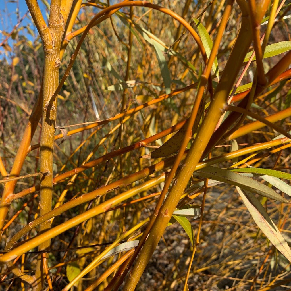 Golden Weeping Willow Cutting