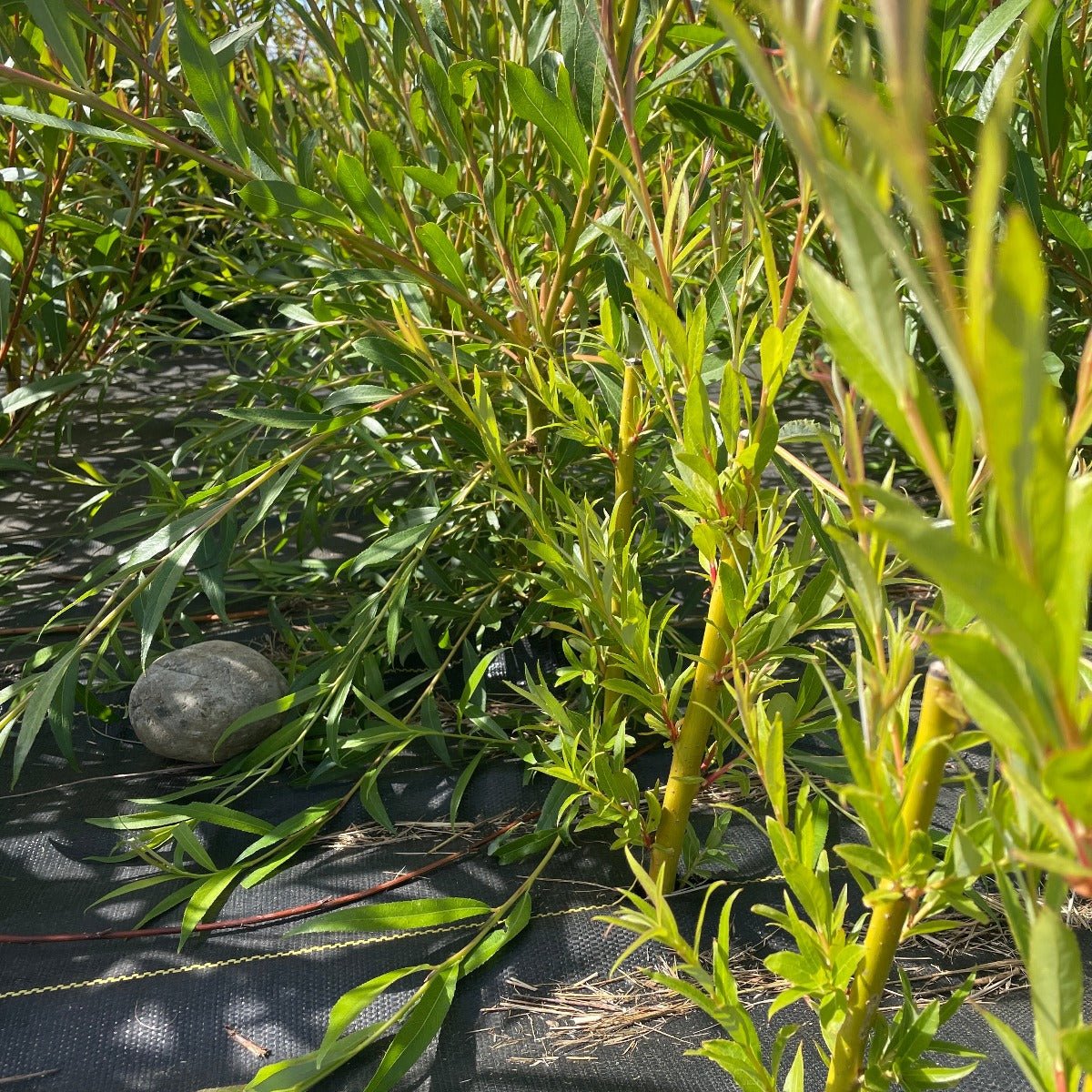 Golden Weeping Willow Cutting - Dingdong's Garden