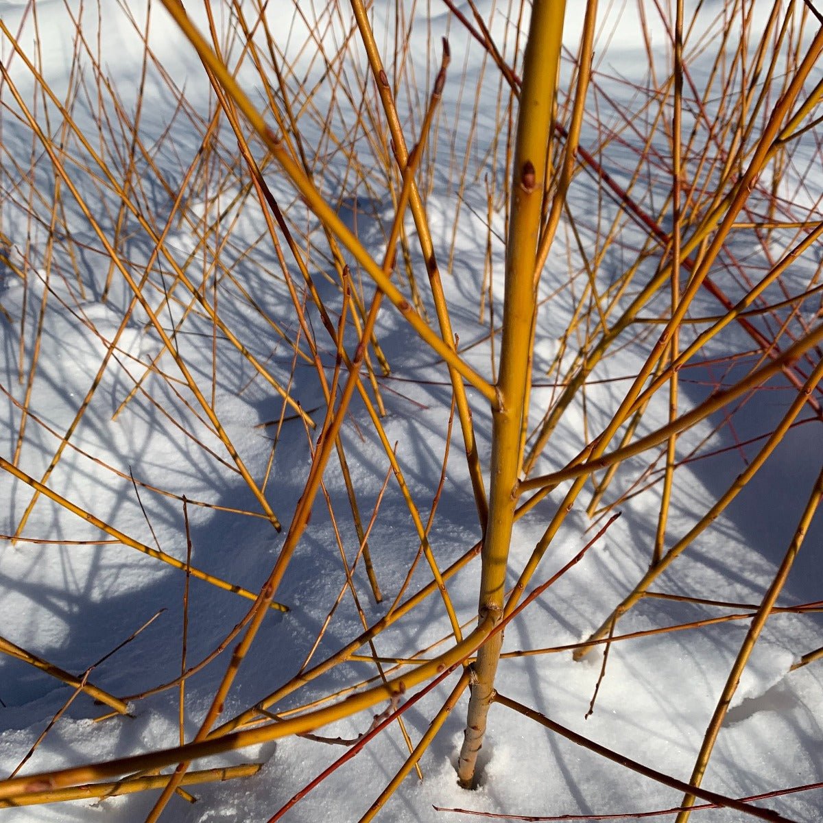 Golden Willow Cutting - Dingdong's Garden