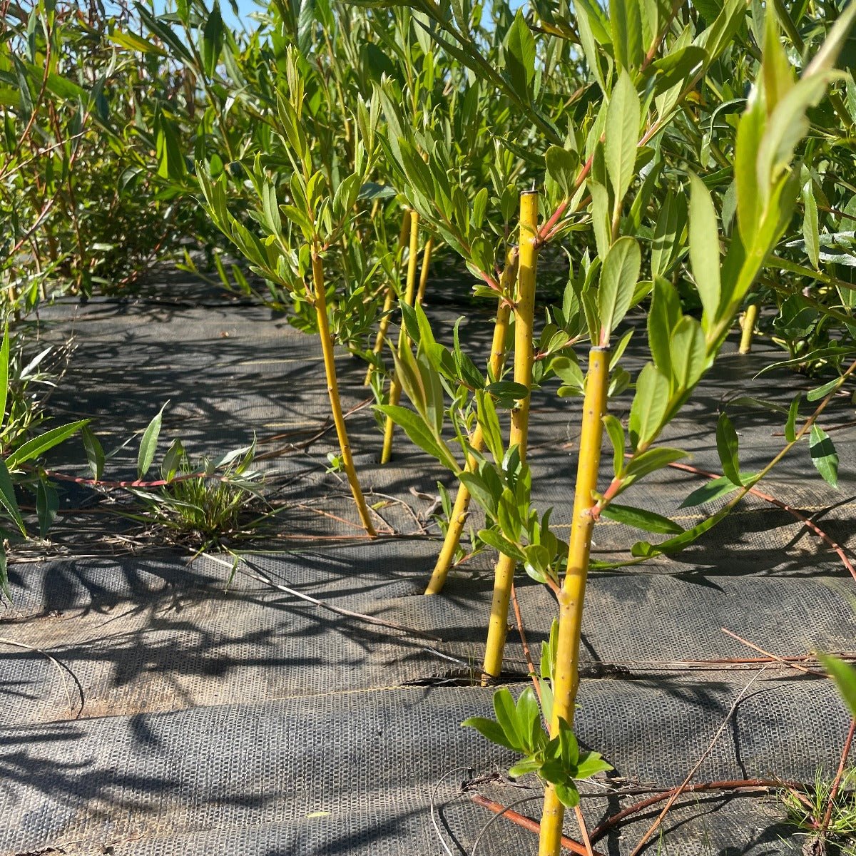 Golden Willow Cutting - Dingdong's Garden