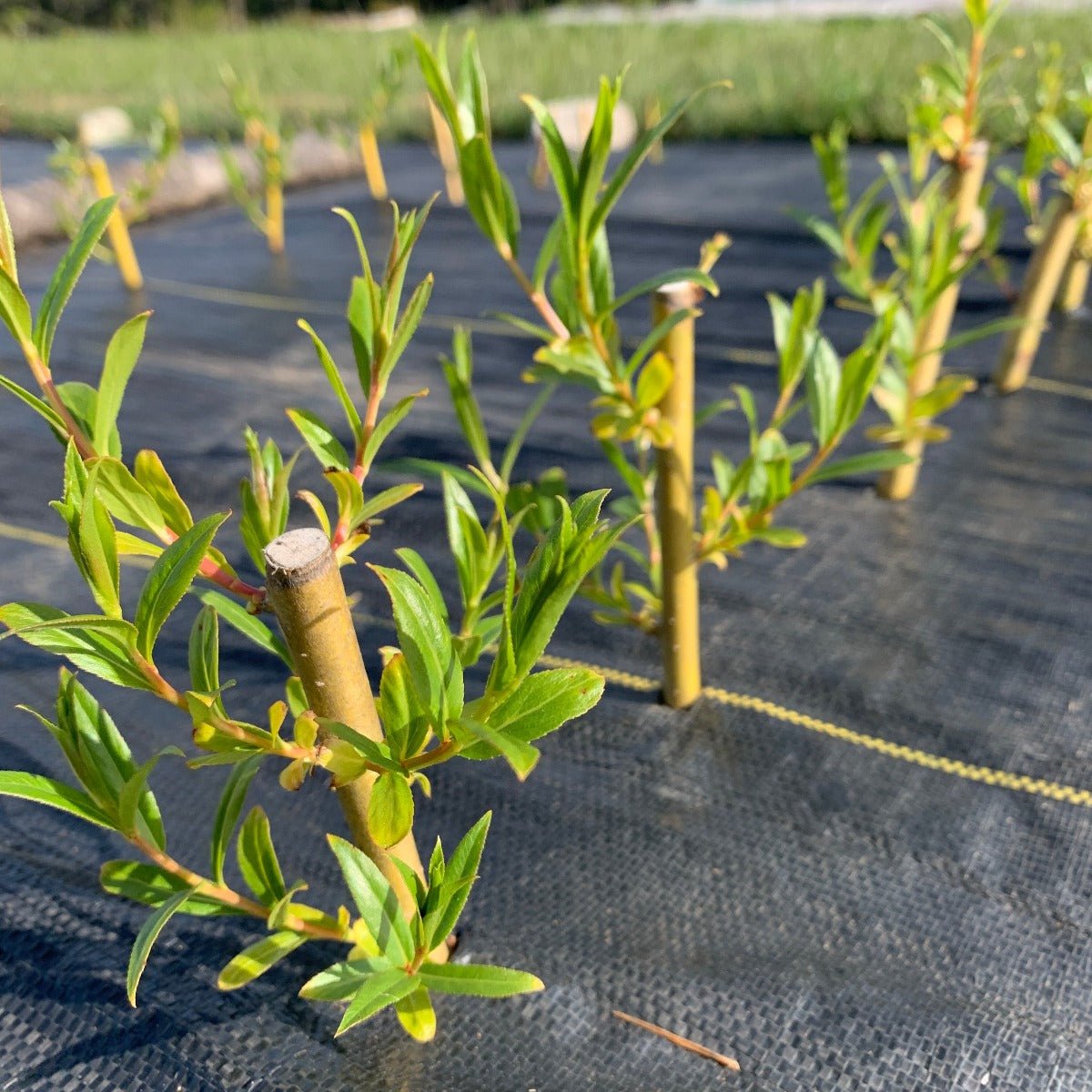 Golden Willow Cutting - Dingdong's Garden