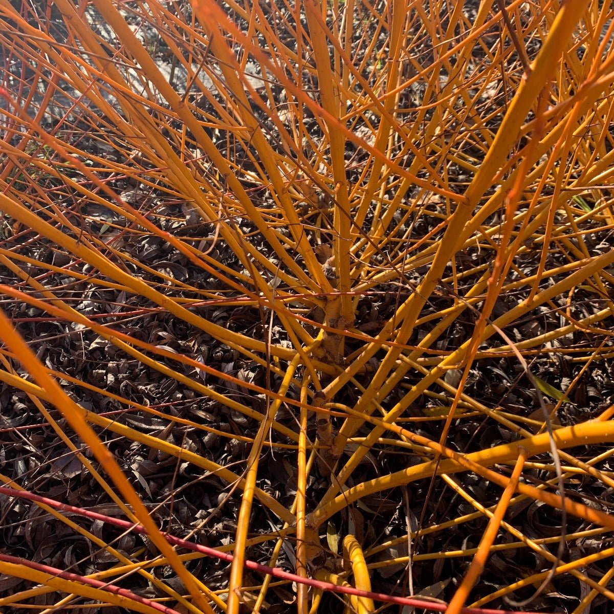 Golden Willow Cutting - Dingdong's Garden