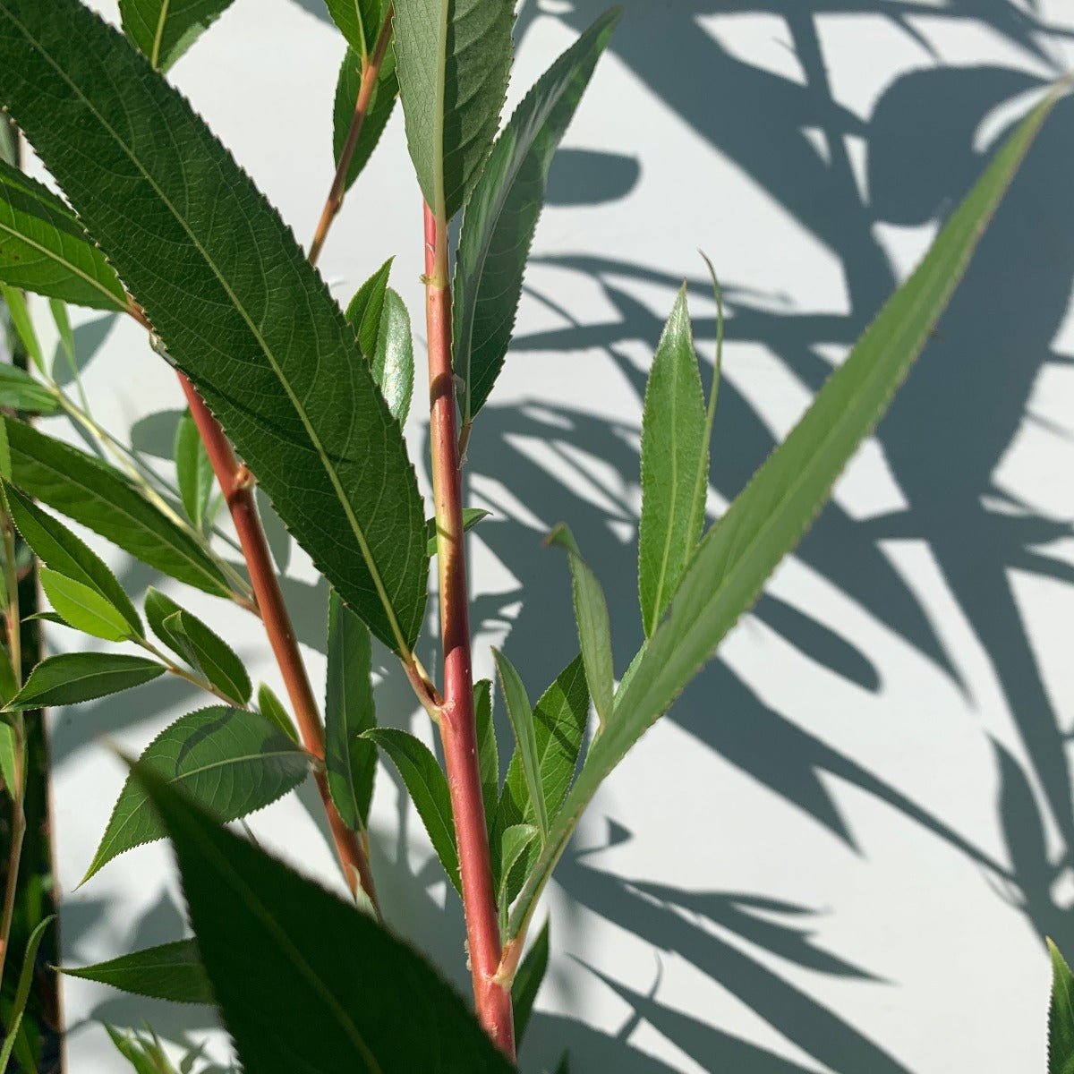 Golden Willow Cutting - Dingdong's Garden