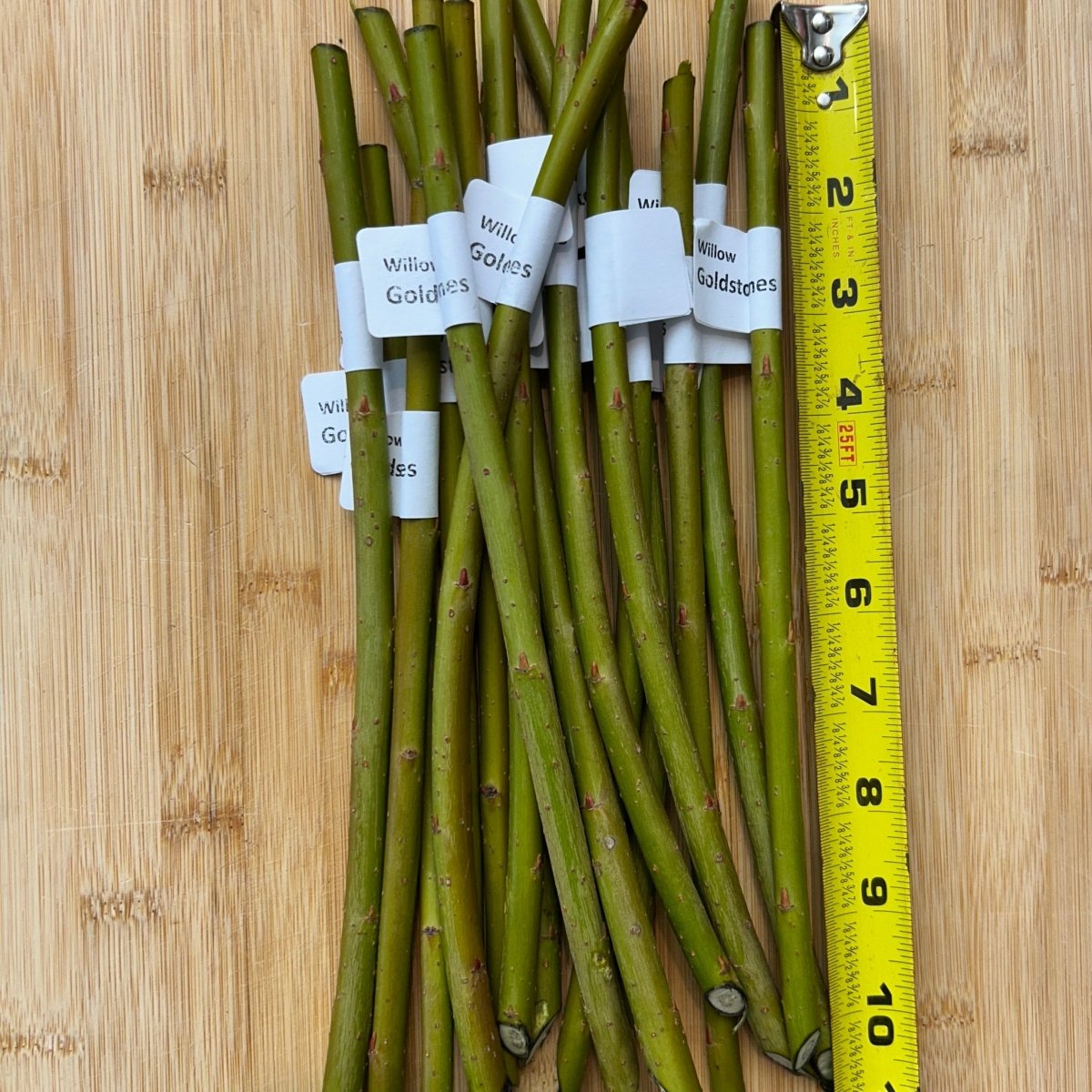 Goldstones Basketry Willow Cutting - Dingdong's Garden