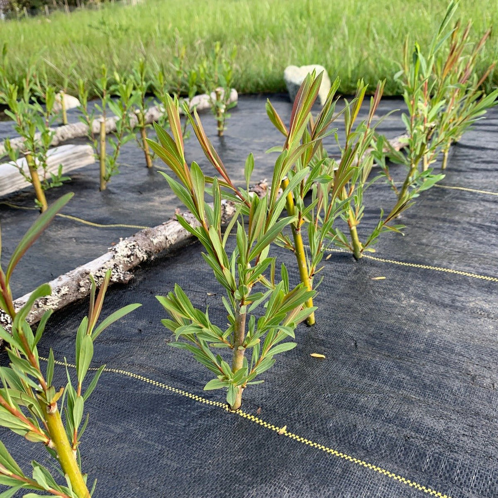 Goldstones Willow Cutting